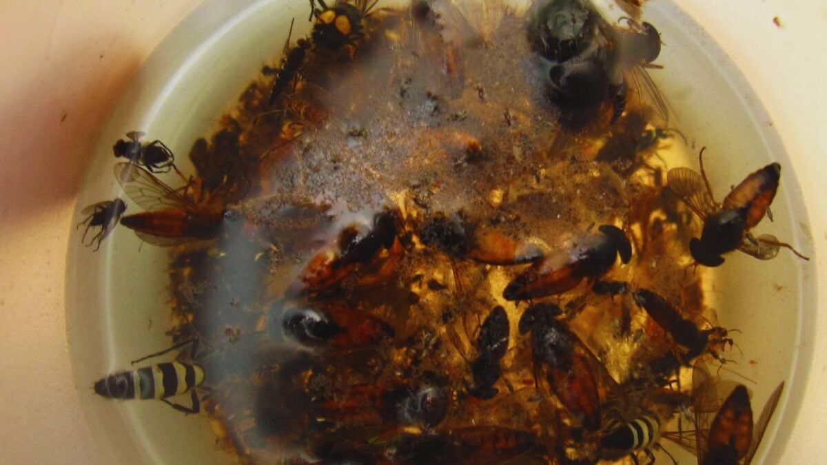 La Tierra podría esconder hasta 20 millones de especies de insectos y ni siquiera les hemos puesto nombre. Un gigantesco estudio de ADN acaba de triplicar la estimación clásica