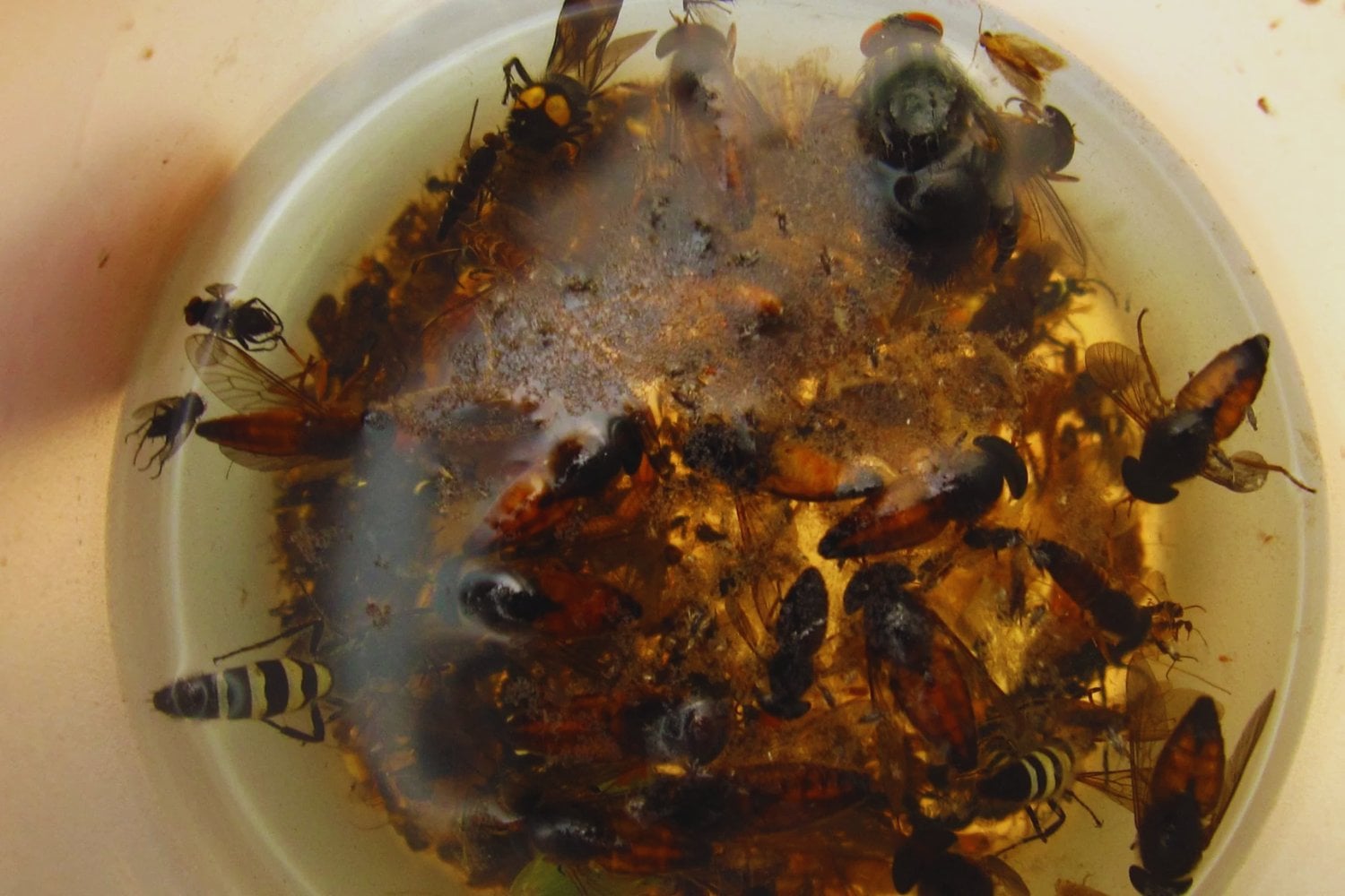 La Tierra podría esconder hasta 20 millones de especies de insectos y ni siquiera les hemos puesto nombre. Un gigantesco estudio de ADN acaba de triplicar la estimación clásica