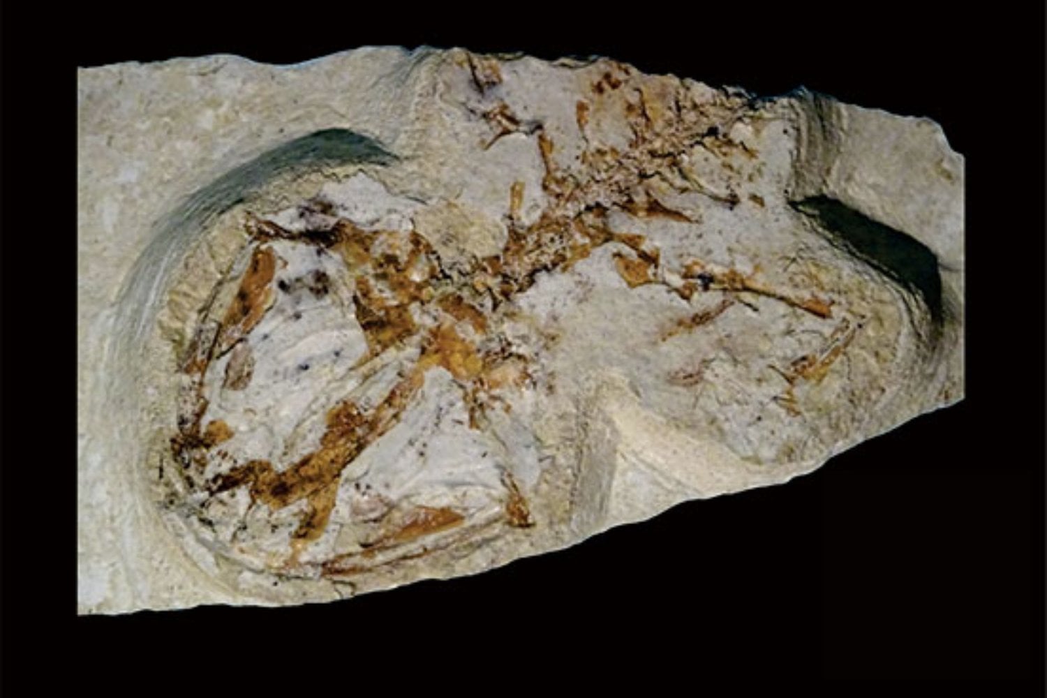 México acaba de encontrar al ajolote fósil más antiguo registrado en su territorio y no apareció en Xochimilco. La nueva especie vivió hace millones de años en un lago desaparecido de Hidalgo y revela que la historia de estos anfibios empezó mucho antes de lo que se creía