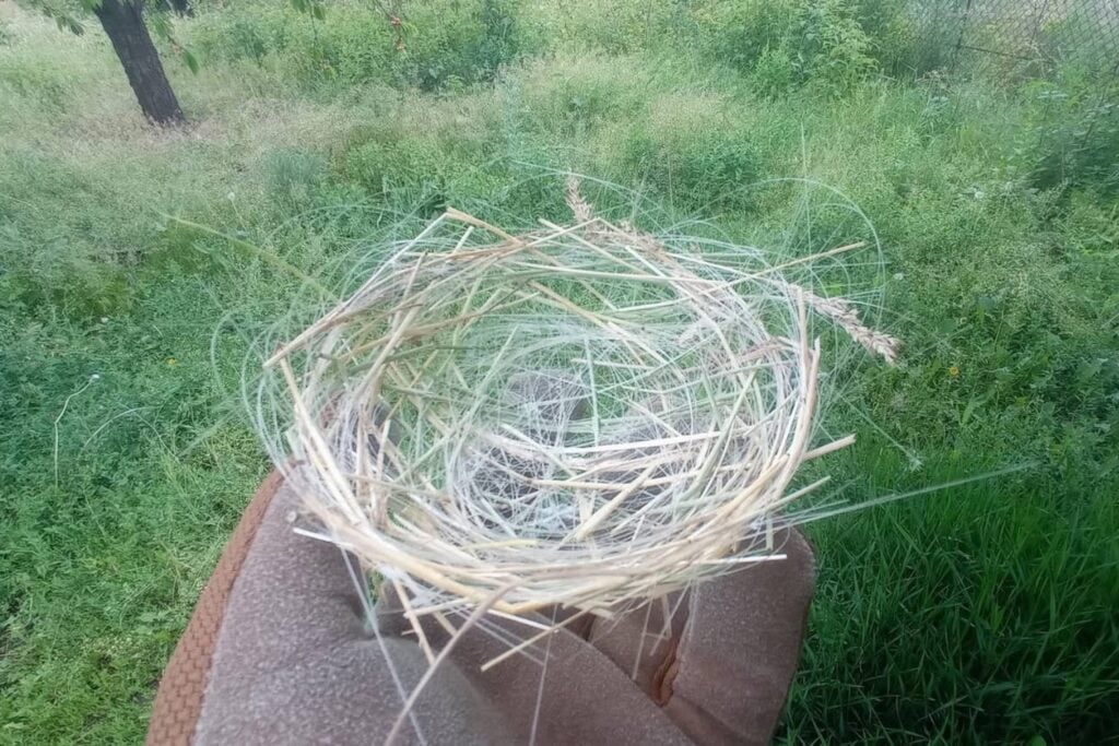 Las aves de Ucrania están encontrando material de 