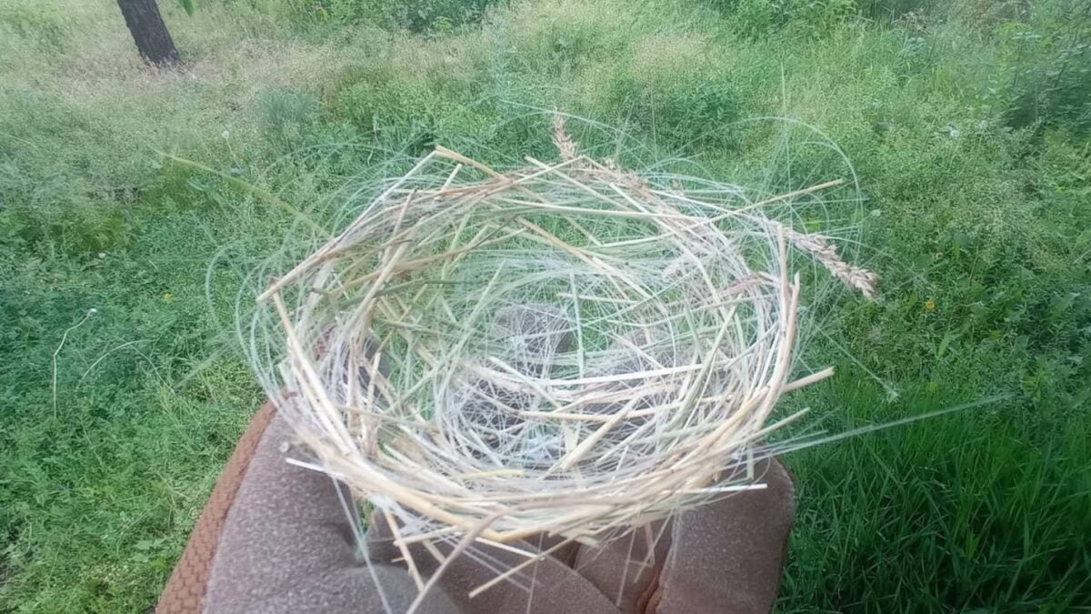 Las aves de Ucrania están encontrando material de construcción en uno de los residuos más extraños de la guerra moderna. Los cables de drones que no pueden ser bloqueados ya aparecen tejidos en sus nidos