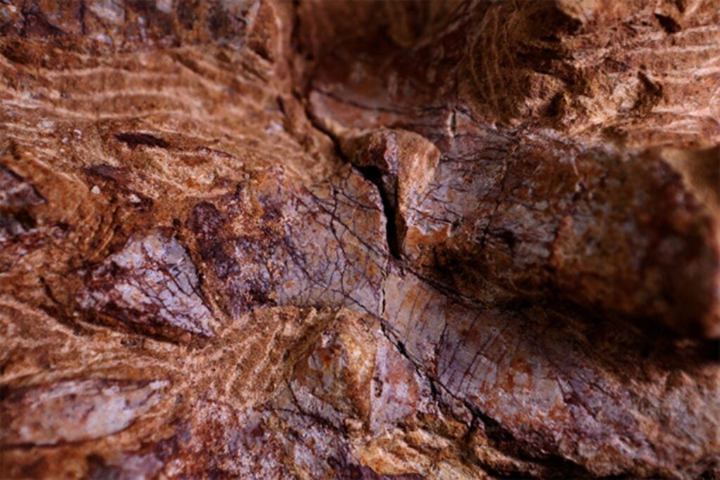 La Patagonia acaba de recuperar el cráneo más completo conocido de Kawanectes lafquenianus. El fósil conecta los antiguos mares de Chubut con la Antártida y reconstruye el origen de un linaje de plesiosaurios australes