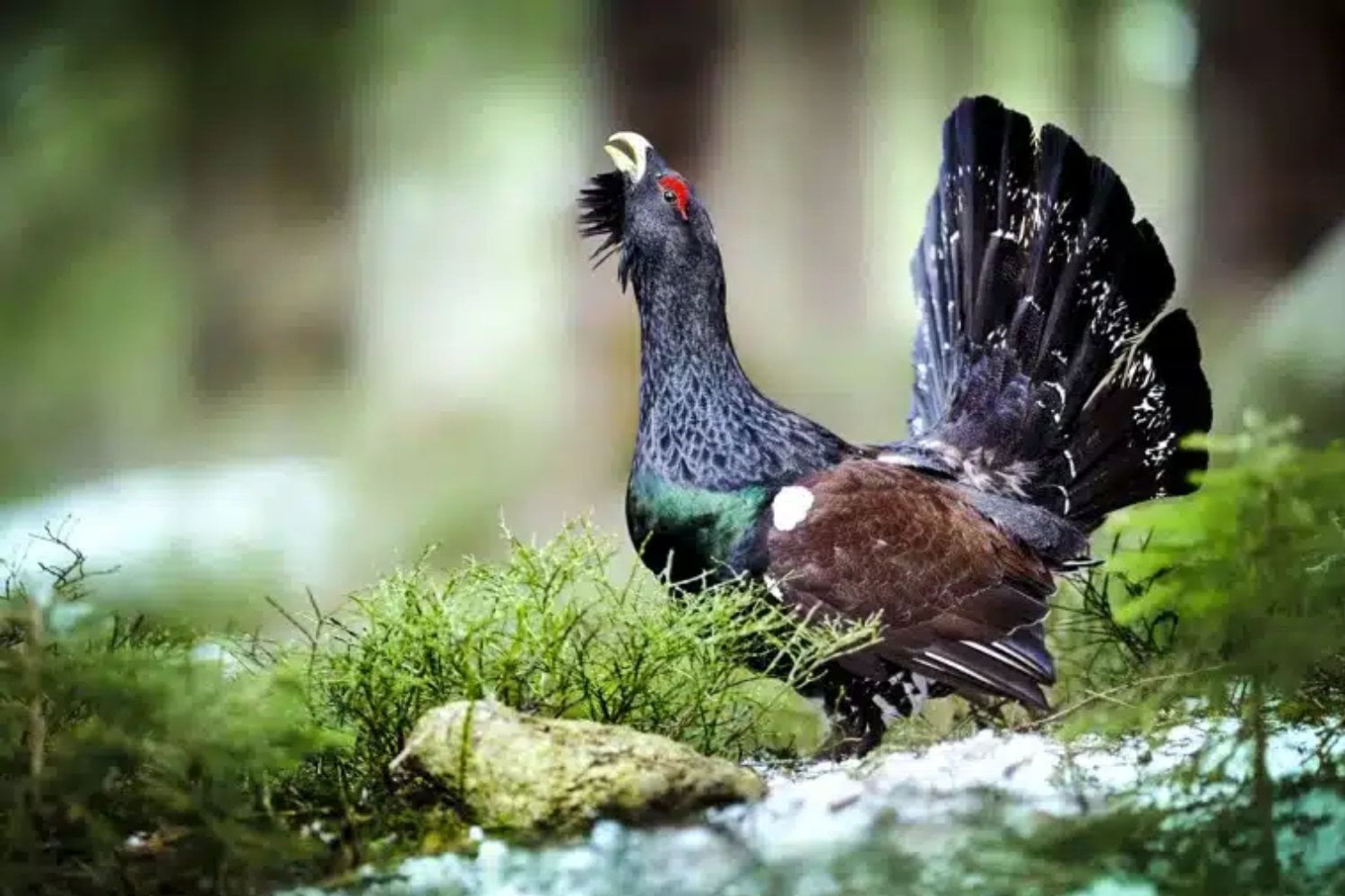 Liberaron 30 urogallos cantábricos para evitar su extinción y el bosque respondió con una lección durísima. Seis meses después, 29 habían sido devorados y solo quedaba viva una hembra
