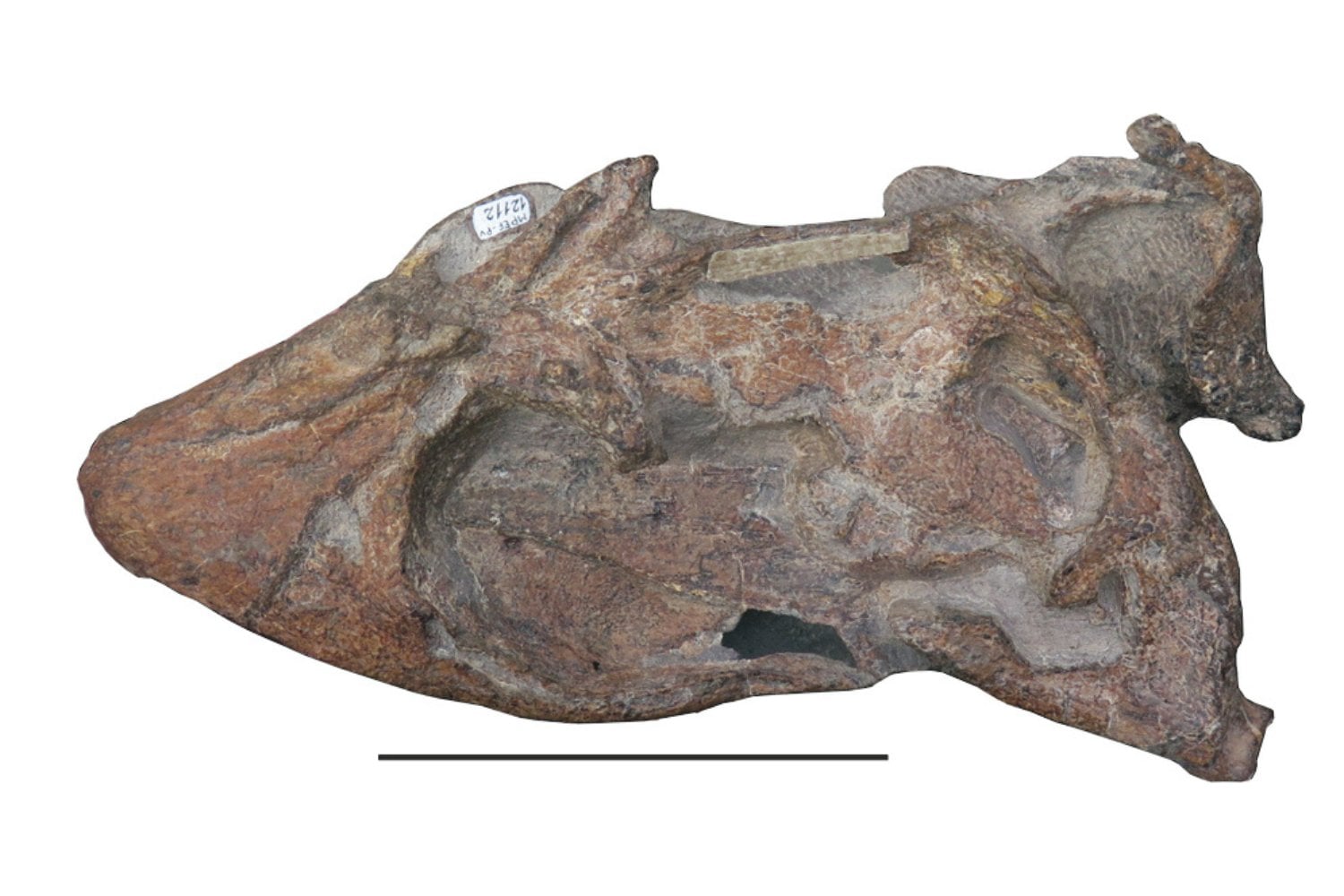 La Patagonia acaba de recuperar el cráneo más completo conocido de Kawanectes lafquenianus. El fósil conecta los antiguos mares de Chubut con la Antártida y reconstruye el origen de un linaje de plesiosaurios australes