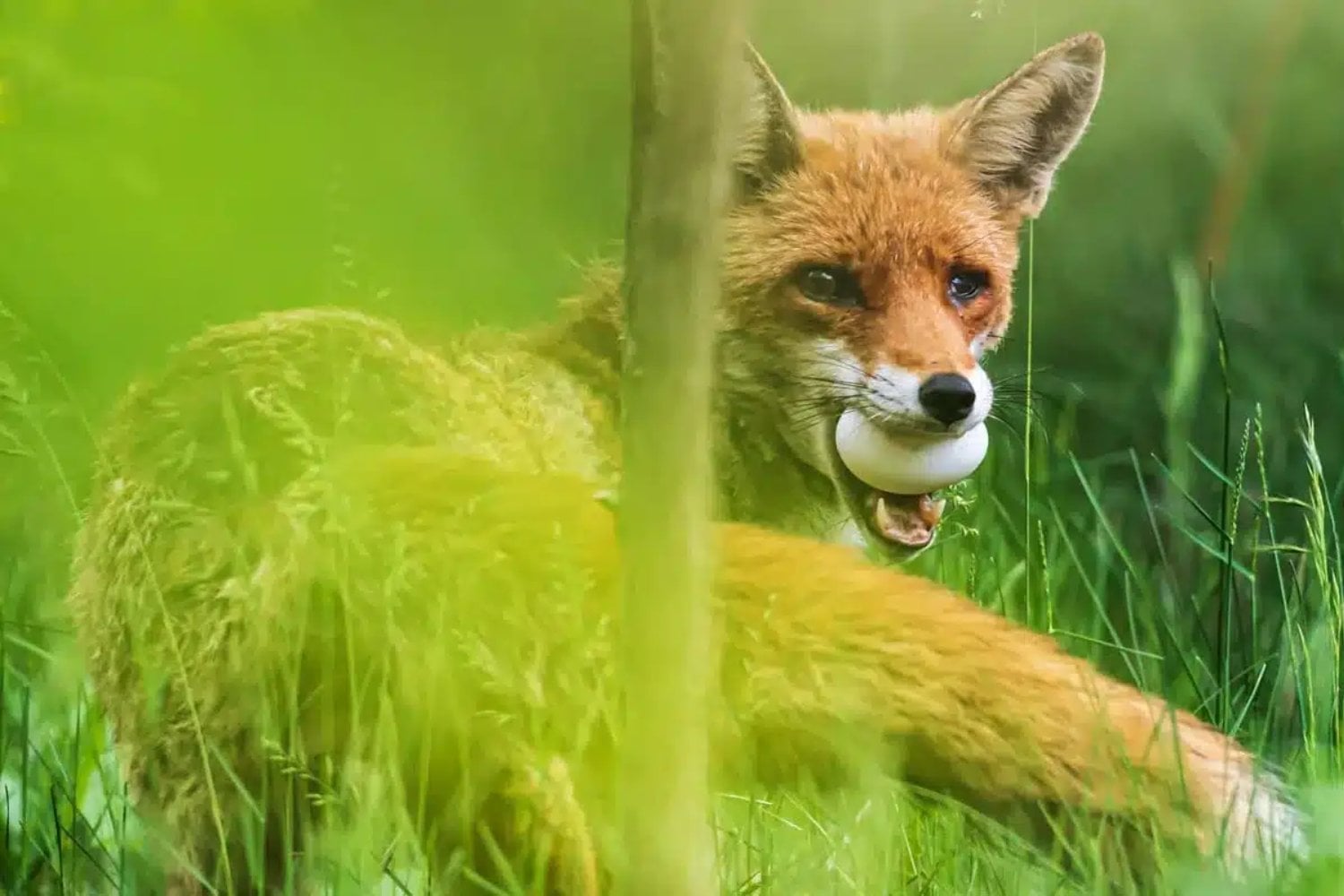 Liberaron 30 urogallos cantábricos para evitar su extinción y el bosque respondió con una lección durísima. Seis meses después, 29 habían sido devorados y solo quedaba viva una hembra