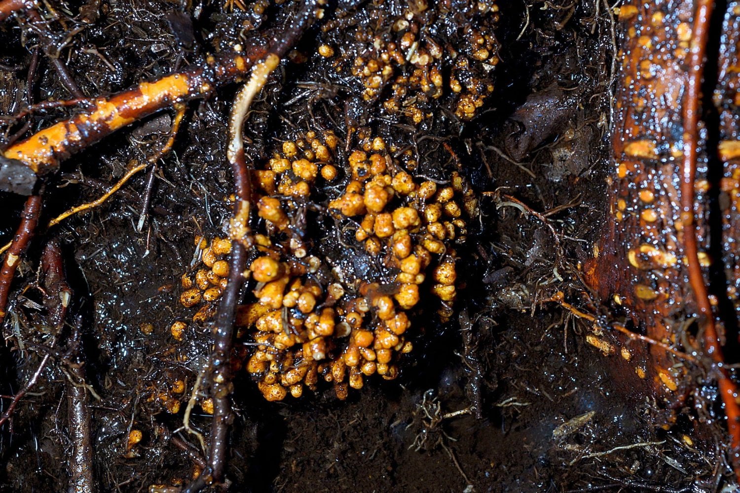 Bajo los primeros 15 centímetros del suelo se esconde una red de hongos que suma 110.000 billones de kilómetros. El primer mapa global de sus filamentos revela una infraestructura esencial para las plantas y el clima que la agricultura está debilitando