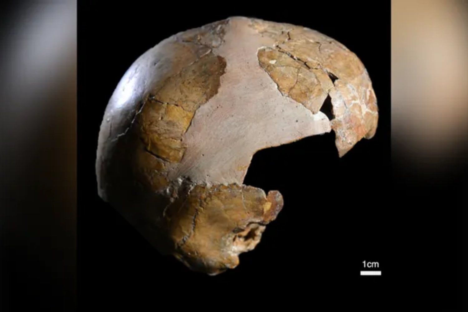 Amud 7, el bebé neandertal descubierto en Israel, tenía dientes de lactante pero huesos de un niño mucho más desarrollado. Esa diferencia apunta a una infancia más acelerada que la nuestra