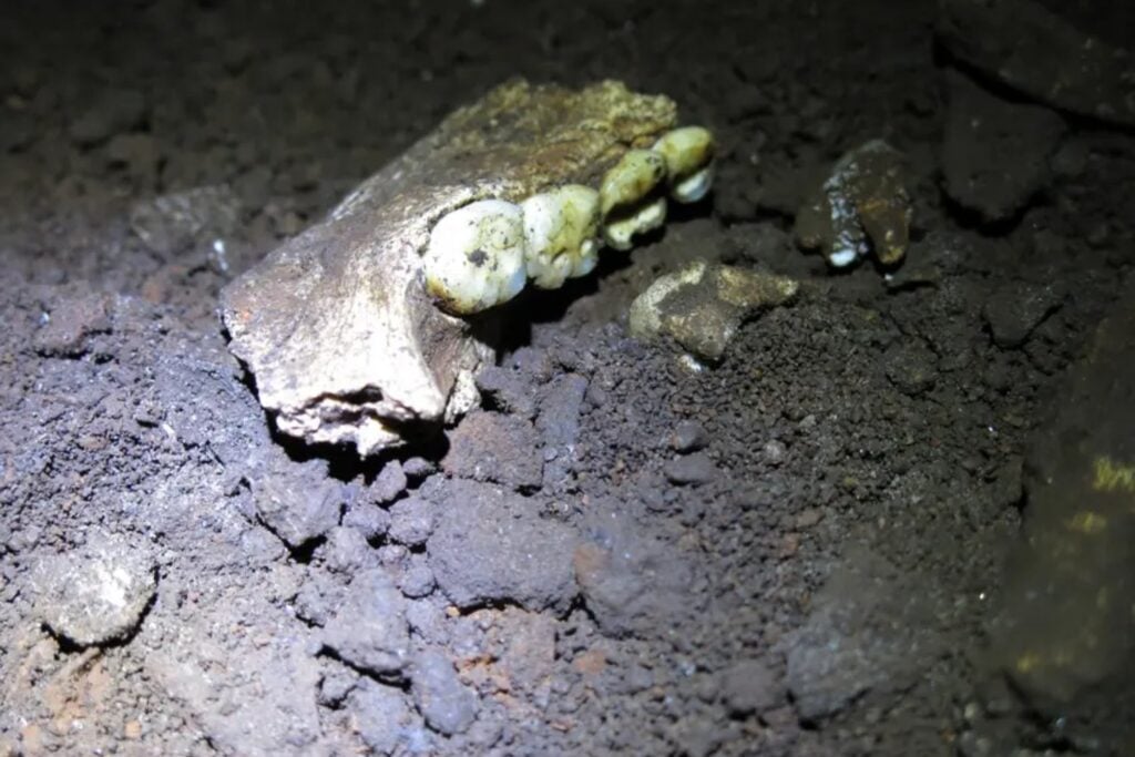 El yacimiento de Homo naledi ya era uno de los grandes enigmas de la evolución humana y acaba de volverse todavía más extraño. Las proteínas de 23 dientes indican que los 20 individuos estudiados podrían ser hembras