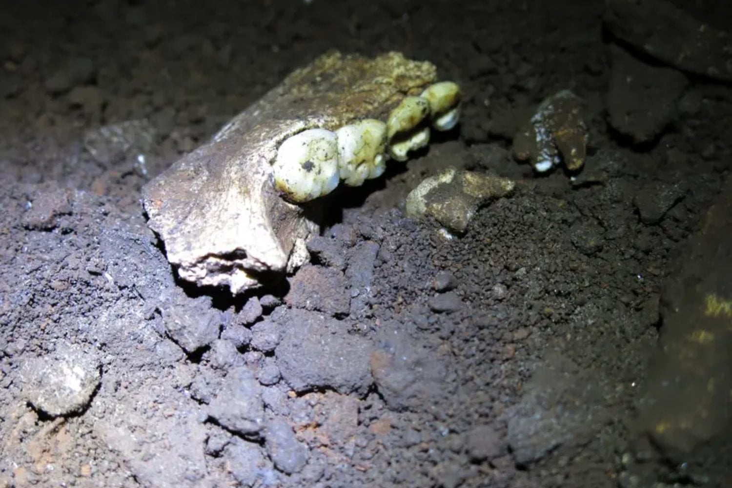 El yacimiento de Homo naledi ya era uno de los grandes enigmas de la evolución humana y acaba de volverse todavía más extraño. Las proteínas de 23 dientes indican que los 20 individuos estudiados podrían ser hembras