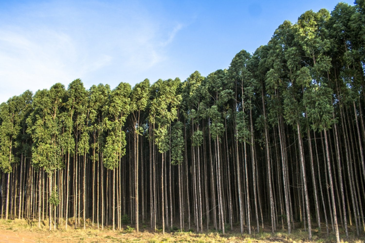 España llenó sus montes de eucaliptos para tener madera rápida y barata. Décadas después, la ciencia confirma que muchas de esas plantaciones funcionan como un desierto verde para las aves