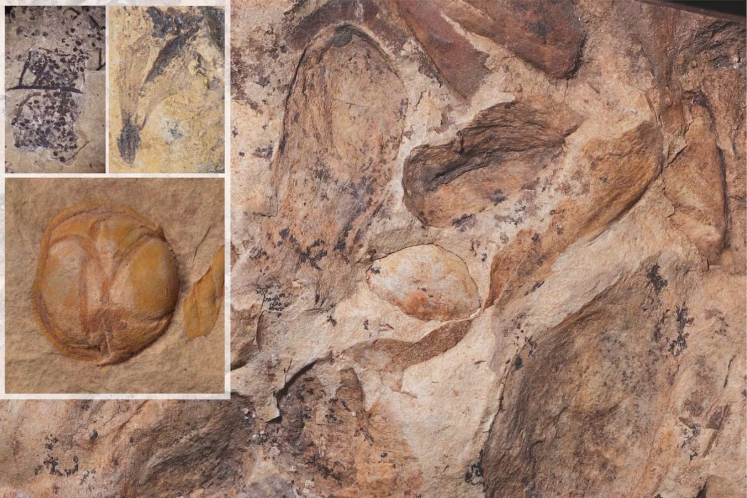 Una “Pompeya vegetal” de hace 74 millones de años acaba de cambiar la historia de las plantas con flores. El bosque fósil muestra que ya dominaban antes del final de los dinosaurios
