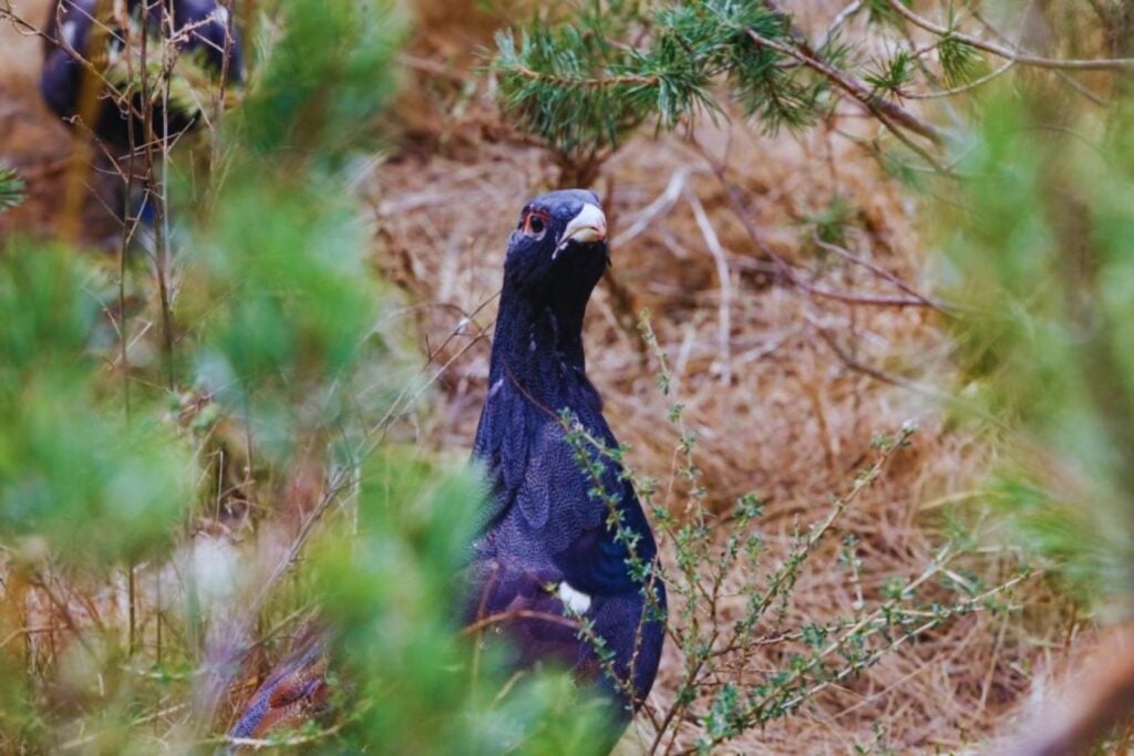 Liberaron 30 urogallos cantábricos para evitar su extinción y el bosque respondió con una lección durísima. Seis meses después, 29 habían sido devorados y solo quedaba viva una hembra