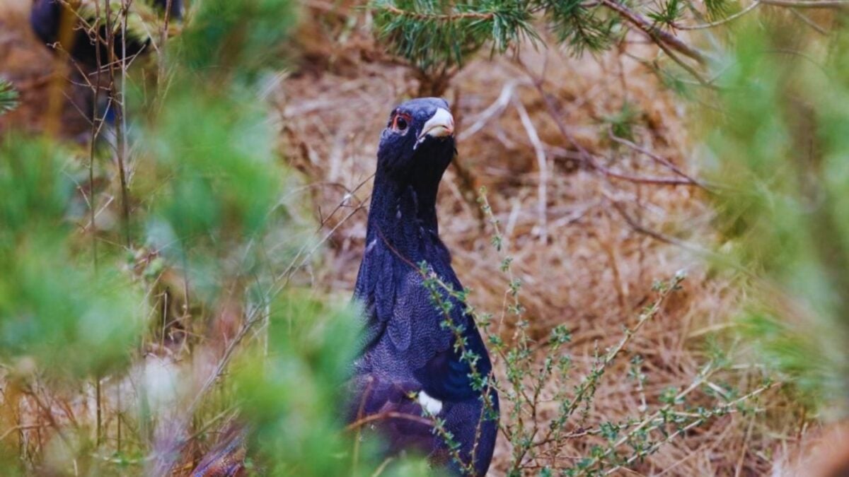 Criaron 30 urogallos cantábricos para rescatar una especie al borde de la extinción y los devolvieron al bosque leonés. Seis meses después, zorros, rapaces y martas habían acabado con 29: solo quedaba viva una hembra