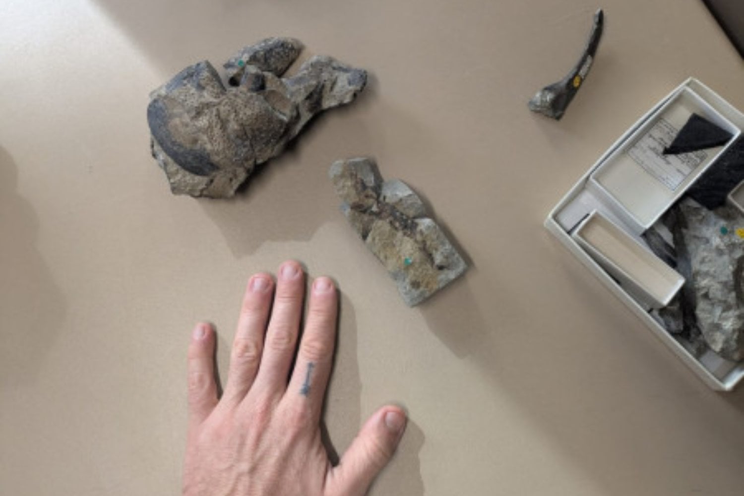 Un fósil olvidado durante más de 150 años acaba de revelar el escorpión más grande conocido. Medía más de un metro y dominó los paisajes de la actual Gran Bretaña hace 415 millones de años