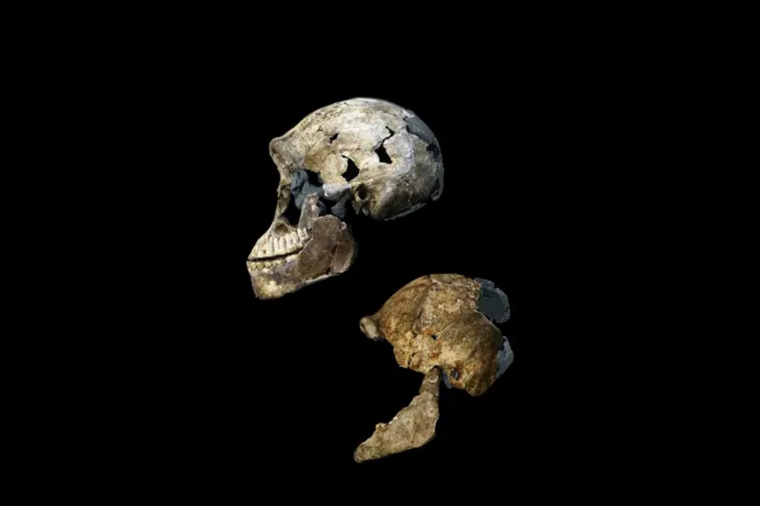 El yacimiento de Homo naledi ya era uno de los grandes enigmas de la evolución humana y acaba de volverse todavía más extraño. Las proteínas de 23 dientes indican que los 20 individuos estudiados podrían ser hembras