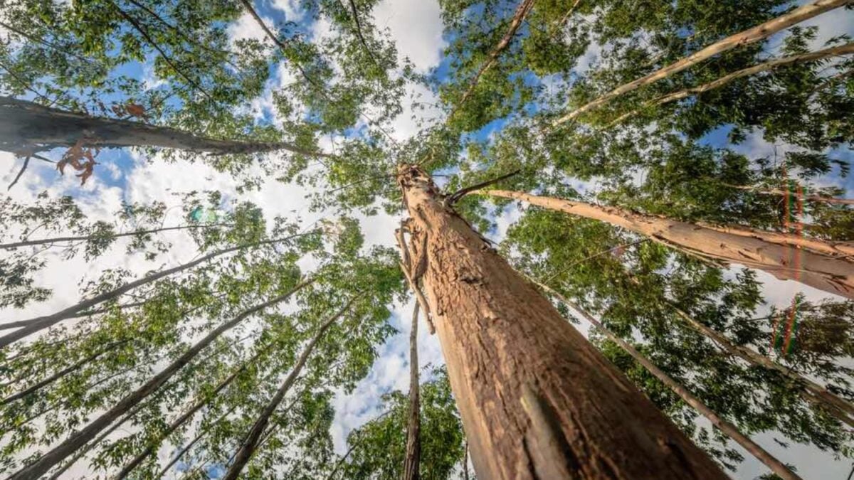 España llenó sus montes de eucaliptos para tener madera rápida y barata. Décadas después, la ciencia confirma que muchas de esas plantaciones funcionan como un desierto verde para las aves