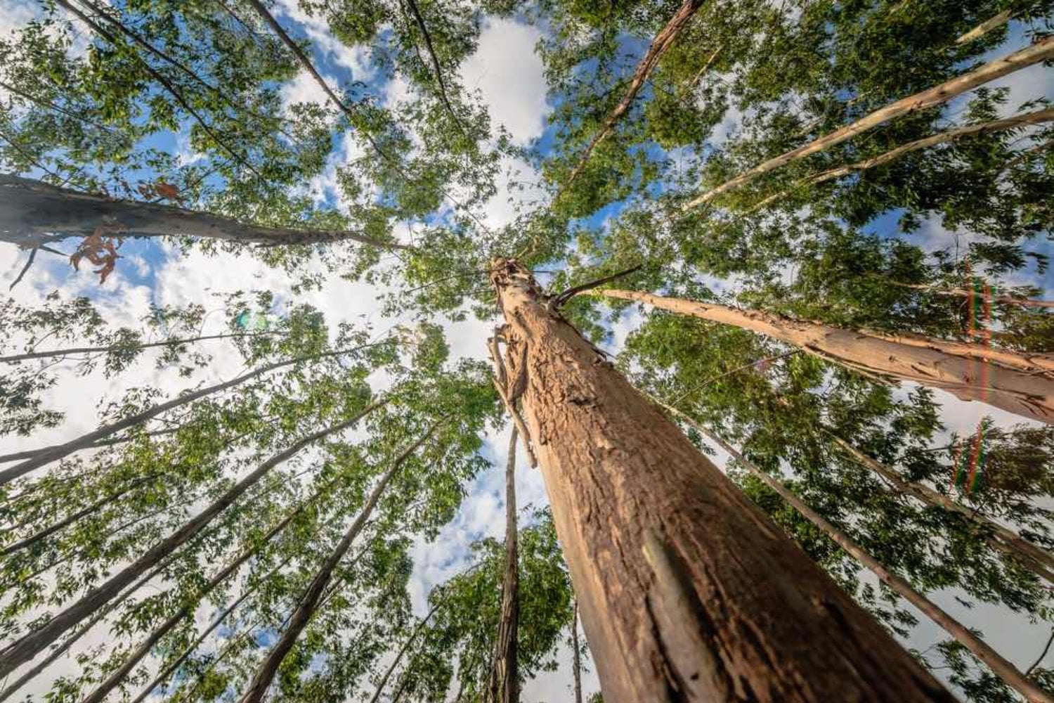 España llenó sus montes de eucaliptos para tener madera rápida y barata. Décadas después, la ciencia confirma que muchas de esas plantaciones funcionan como un desierto verde para las aves