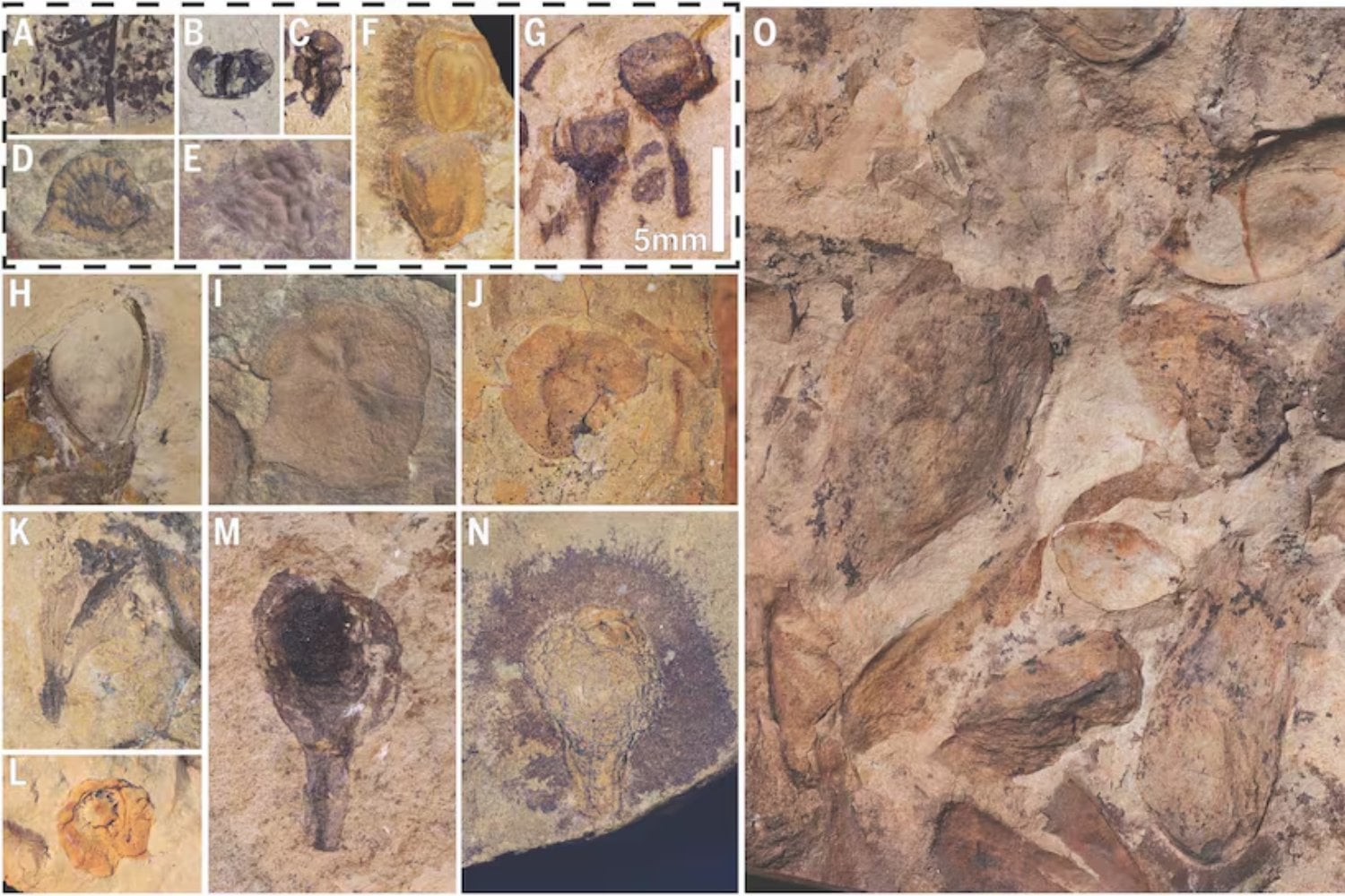 Una “Pompeya vegetal” de hace 74 millones de años acaba de cambiar la historia de las plantas con flores. El bosque fósil muestra que ya dominaban antes del final de los dinosaurios