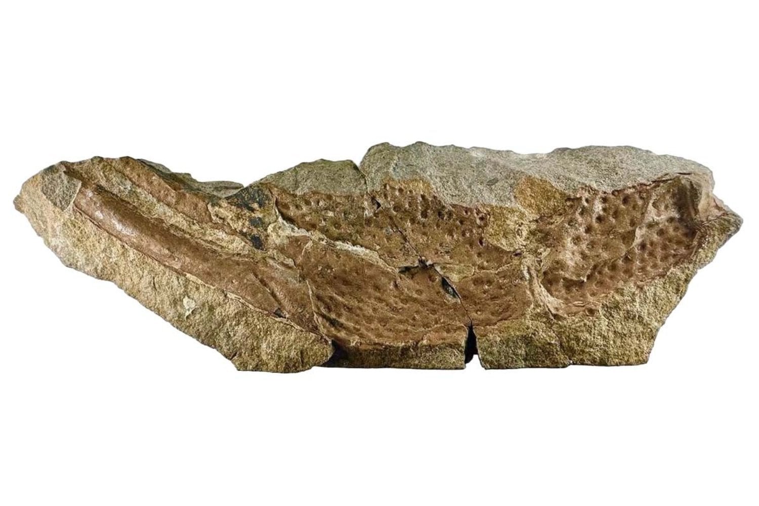 Un fósil olvidado durante más de 150 años acaba de revelar el escorpión más grande conocido. Medía más de un metro y dominó los paisajes de la actual Gran Bretaña hace 415 millones de años