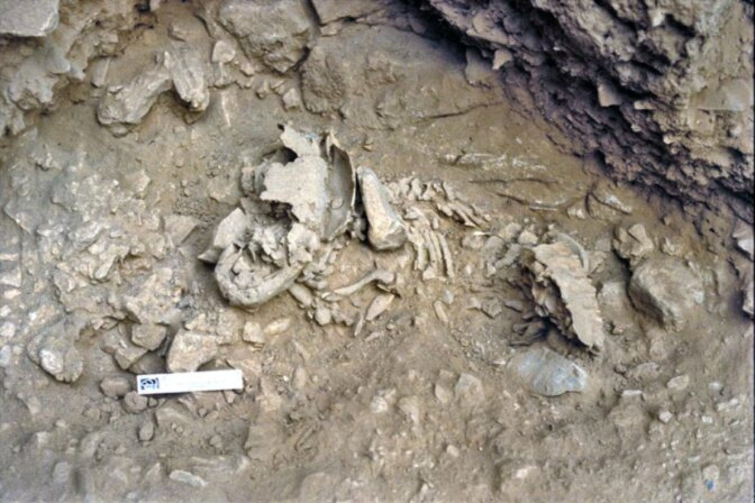 Amud 7, el bebé neandertal descubierto en Israel, tenía dientes de lactante pero huesos de un niño mucho más desarrollado. Esa diferencia apunta a una infancia más acelerada que la nuestra