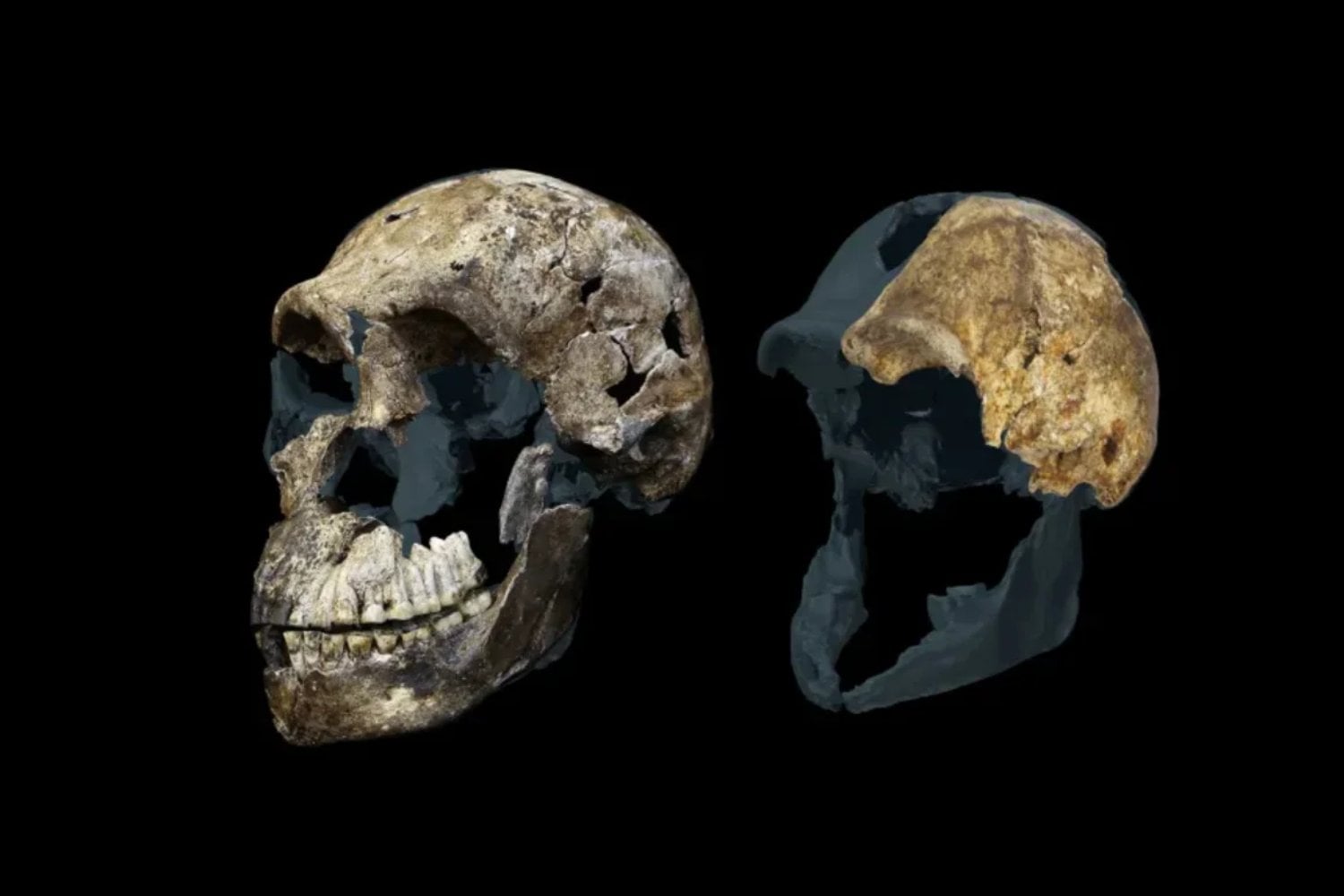 El yacimiento de Homo naledi ya era uno de los grandes enigmas de la evolución humana y acaba de volverse todavía más extraño. Las proteínas de 23 dientes indican que los 20 individuos estudiados podrían ser hembras
