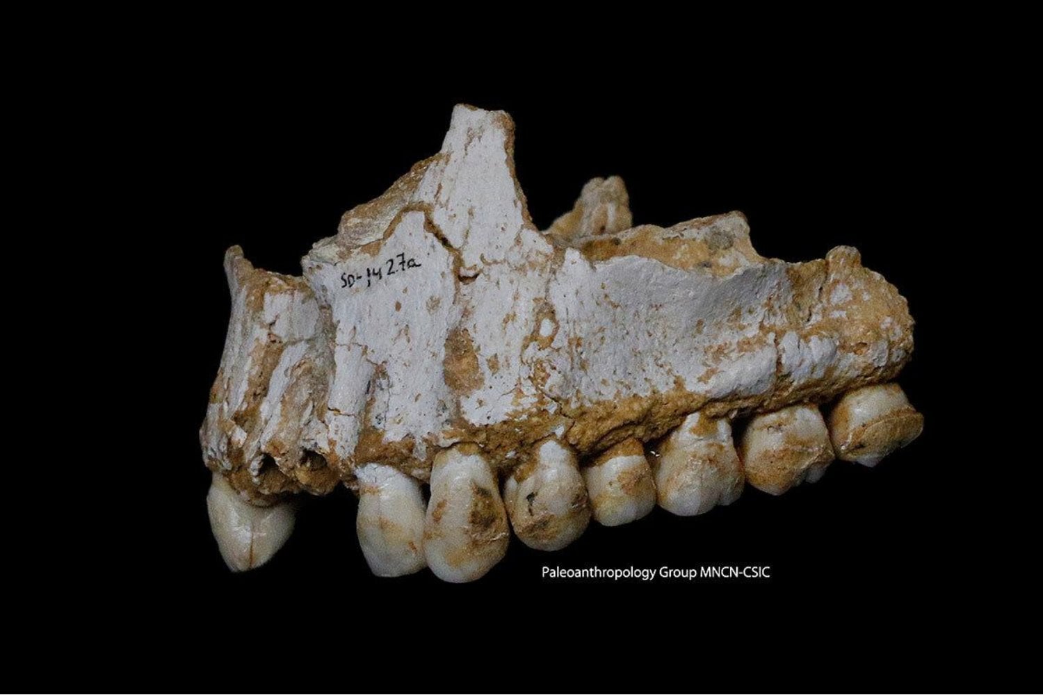 Los neandertales comían muchos más insectos que los primeros Homo sapiens europeos y sus genes estaban mejor preparados para digerirlos. Un análisis del sarro dental revela que nuestro rechazo no nació únicamente de la cultura moderna