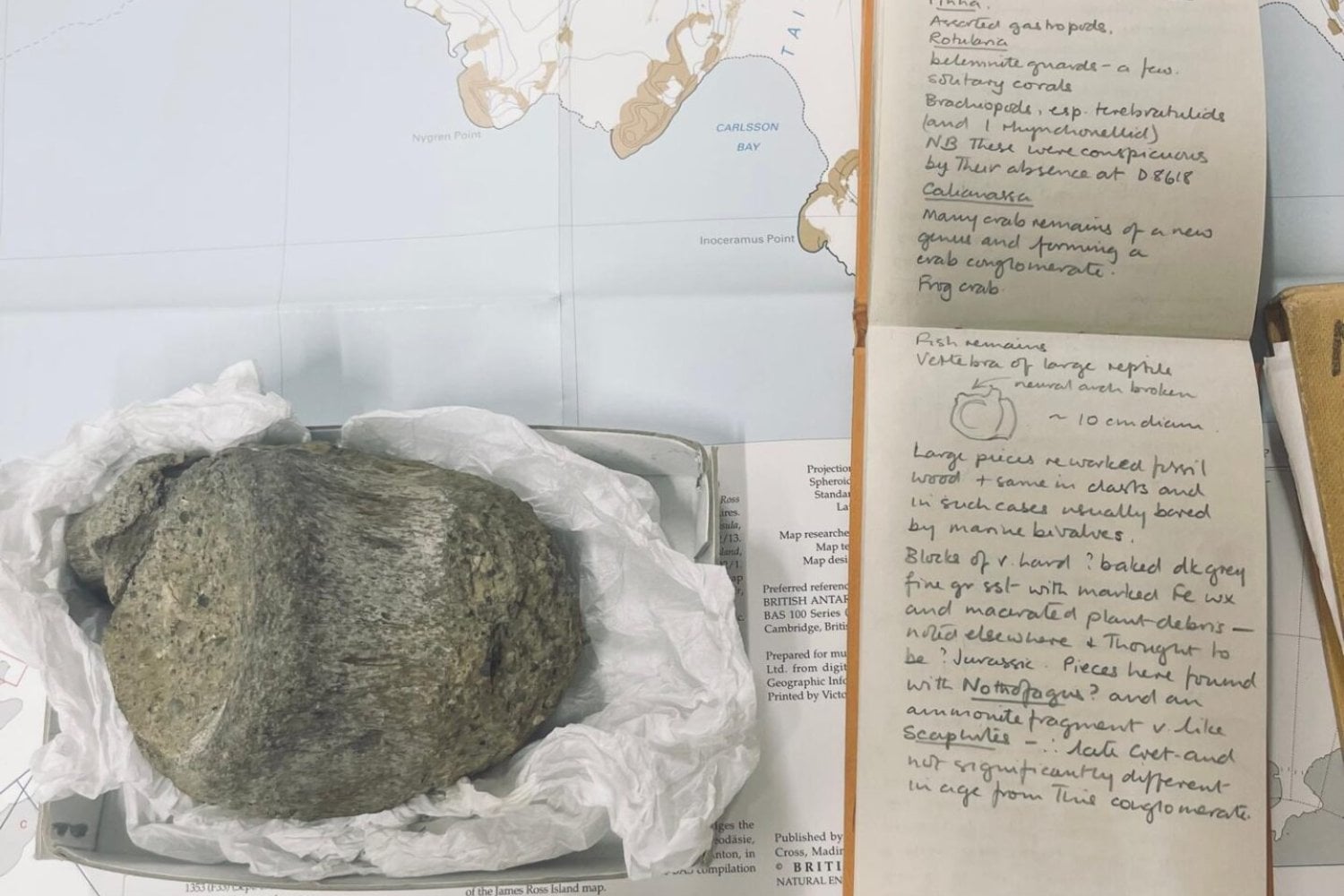 El primer hueso de dinosaurio recolectado en la Antártida pasó 40 años olvidado en un cajón. Ahora sabemos que pertenecía a un titanosaurio