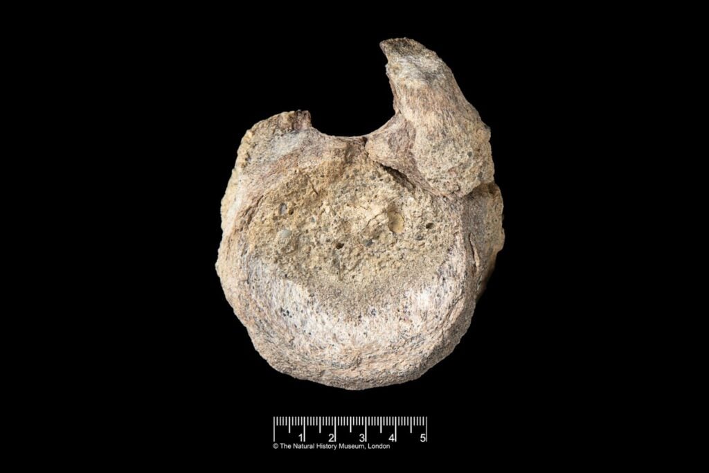 El primer hueso de dinosaurio recolectado en la Antártida pasó 40 años olvidado en un cajón. Ahora sabemos que pertenecía a un titanosaurio