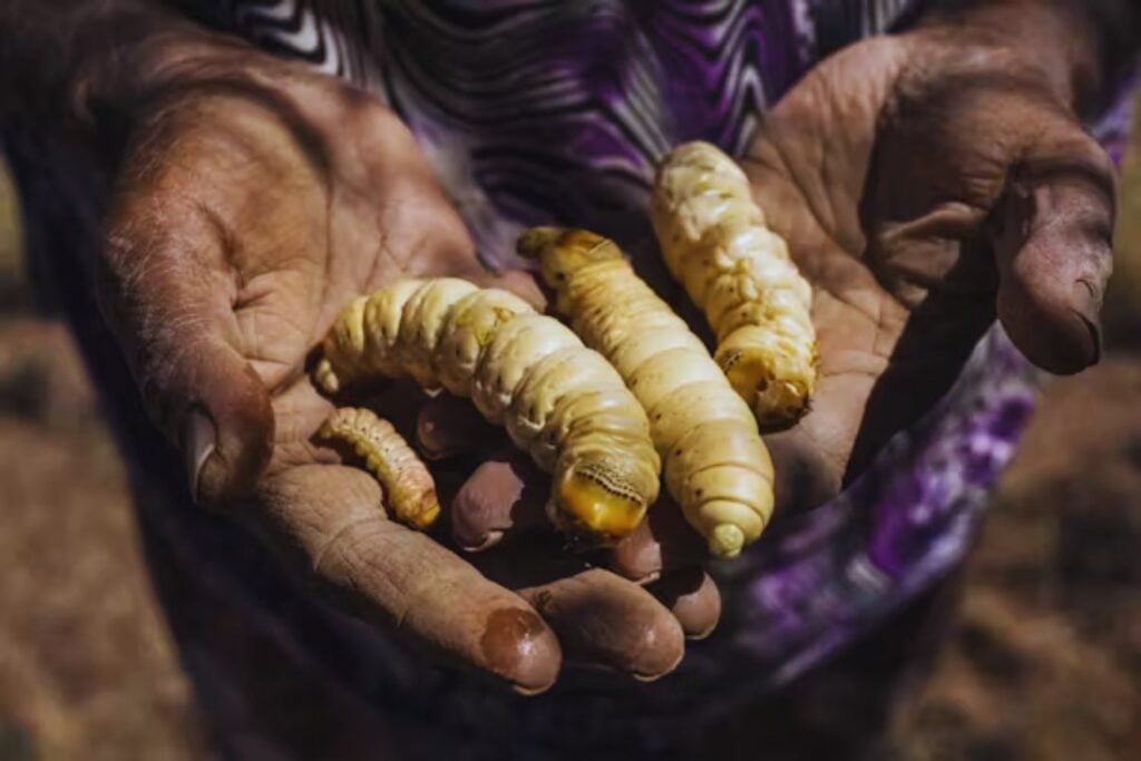 Los neandertales comían muchos más insectos que los primeros Homo sapiens europeos y sus genes estaban mejor preparados para digerirlos. Un análisis del sarro dental revela que nuestro rechazo no nació únicamente de la cultura moderna