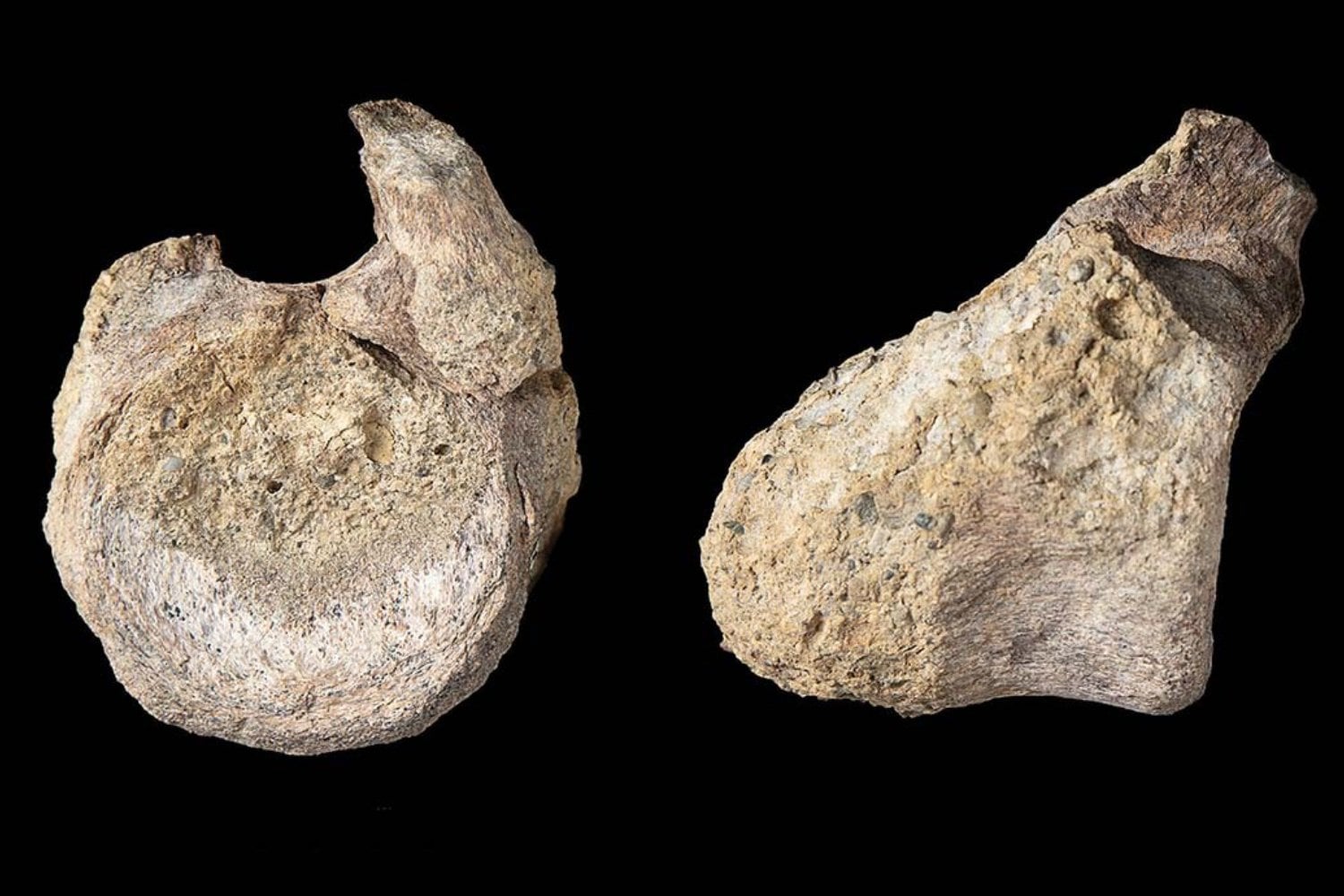 El primer hueso de dinosaurio recolectado en la Antártida pasó 40 años olvidado en un cajón. Ahora sabemos que pertenecía a un titanosaurio