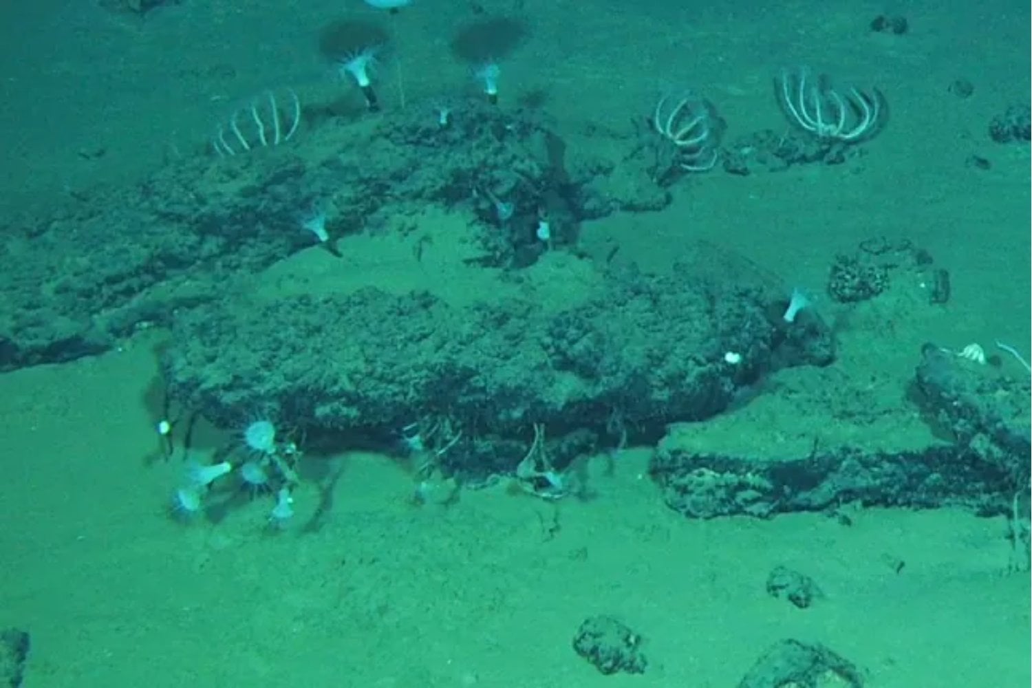 El fondo del océano Índico esconde el mayor cementerio de ballenas jamás descubierto. Se extiende durante 1.200 kilómetros, alcanza los 7.001 metros de profundidad y conserva restos de hace 5,3 millones de años