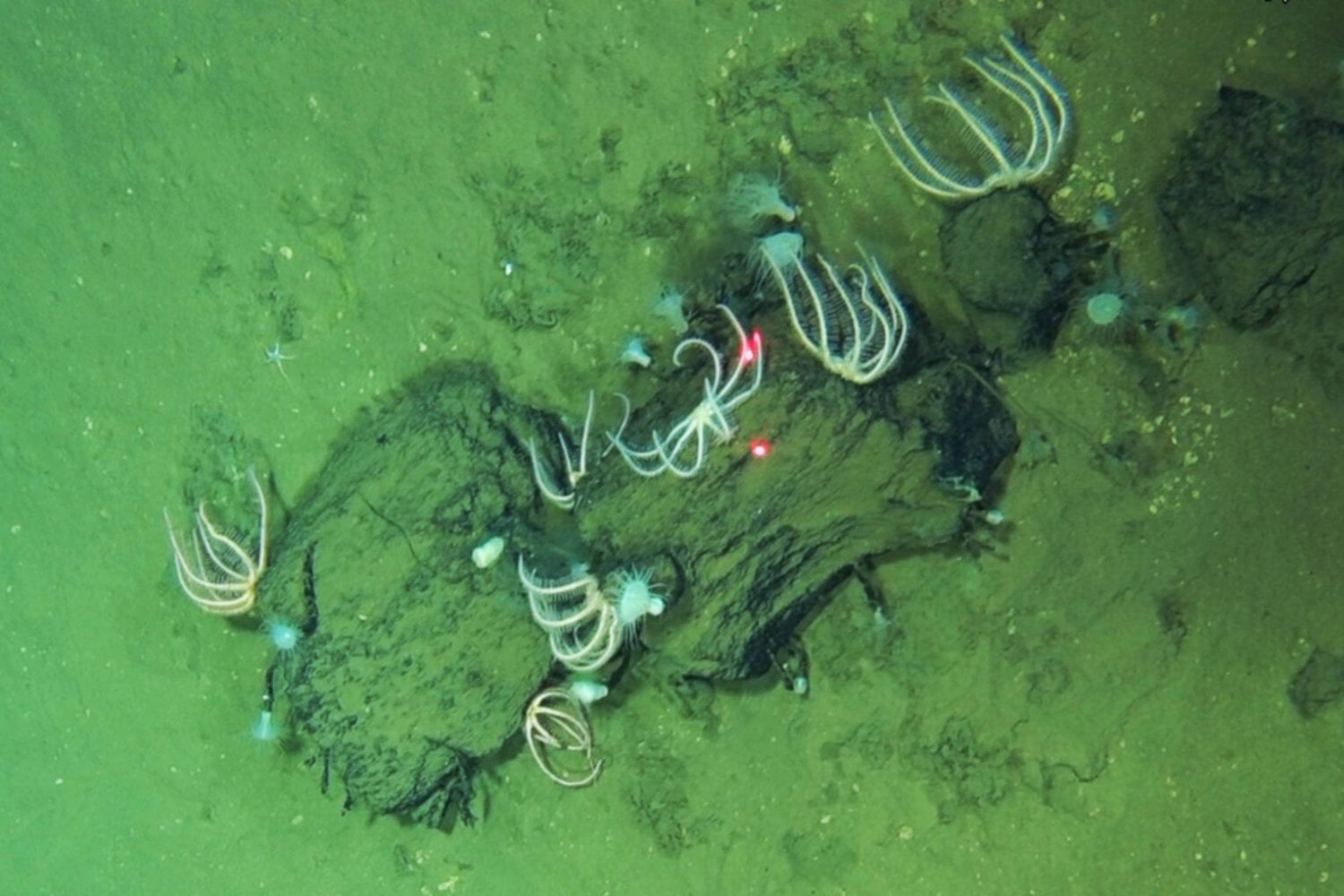 El fondo del océano Índico esconde el mayor cementerio de ballenas jamás descubierto. Se extiende durante 1.200 kilómetros, alcanza los 7.001 metros de profundidad y conserva restos de hace 5,3 millones de años