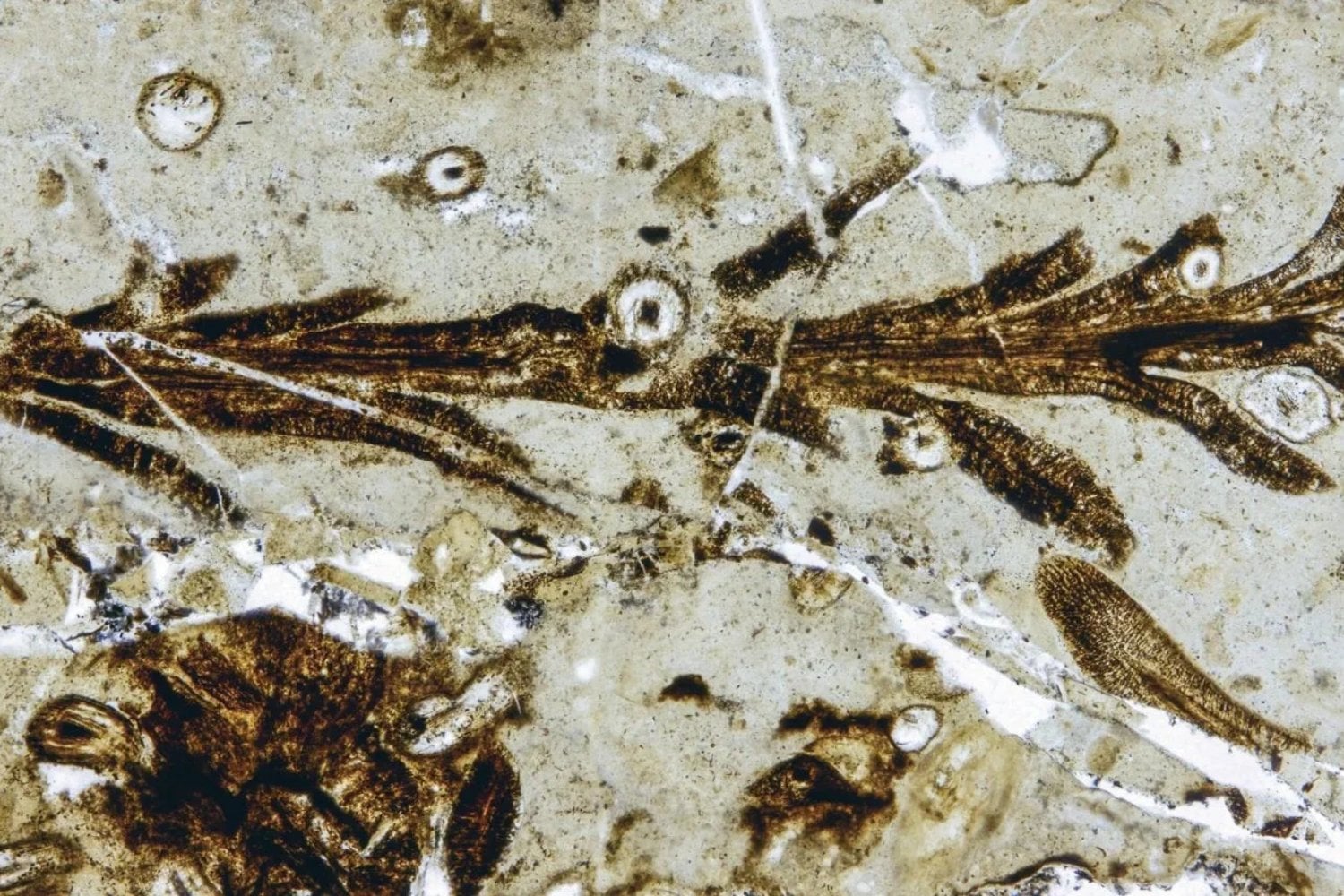 Santa Cruz acaba de revelar una planta de 150 millones de años conservada con un detalle único en el mundo. La nueva especie permite observar células, tejidos internos y pistas clave sobre los bosques jurásicos de la Patagonia