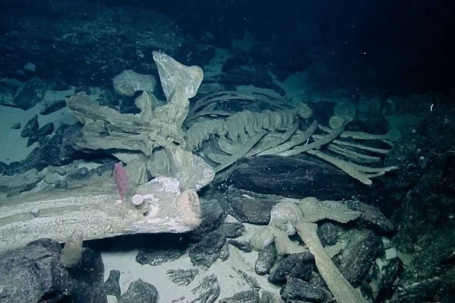 El fondo del océano Índico esconde el mayor cementerio de ballenas jamás descubierto. Se extiende durante 1.200 kilómetros, alcanza los 7.001 metros de profundidad y conserva restos de hace 5,3 millones de años