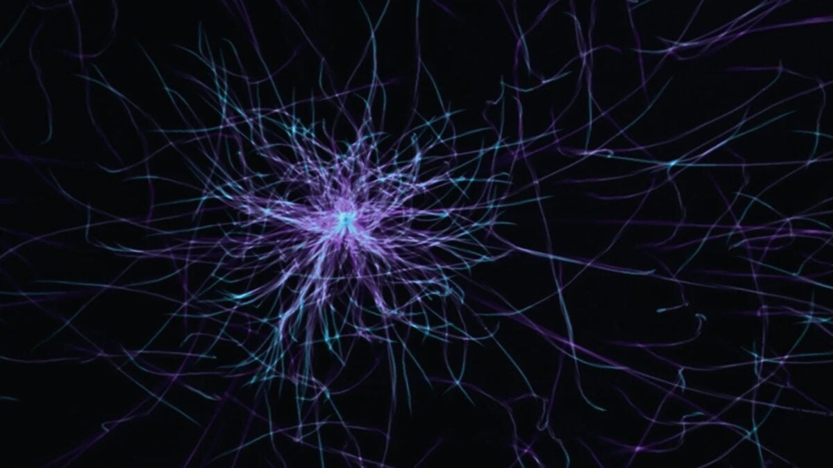 La memoria humana siempre pareció demasiado grande para explicarse solo con neuronas y sinapsis tradicionales. Un nuevo modelo del MIT apunta a unas células ignoradas durante décadas: los astrocitos podrían ser parte del verdadero sistema de...