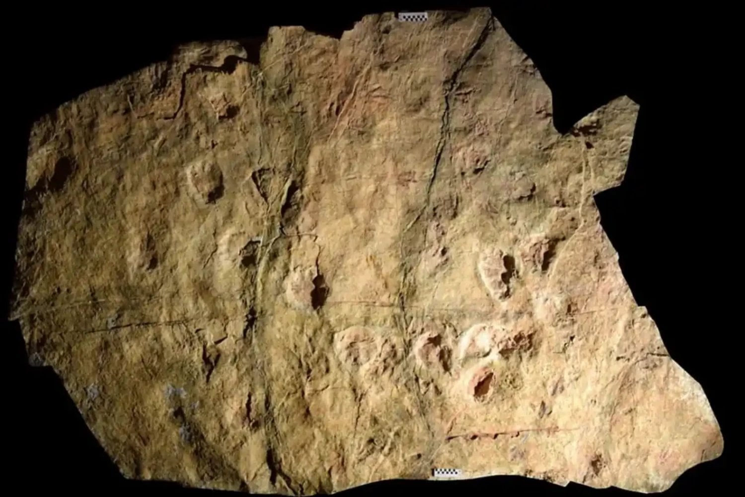 Unas huellas fósiles en una costa italiana acaban de adelantar el momento en que los dinosaurios empezaron a dominar la Tierra. El yacimiento de Lerici apunta a una revolución ecológica ocurrida hace 230 millones de años