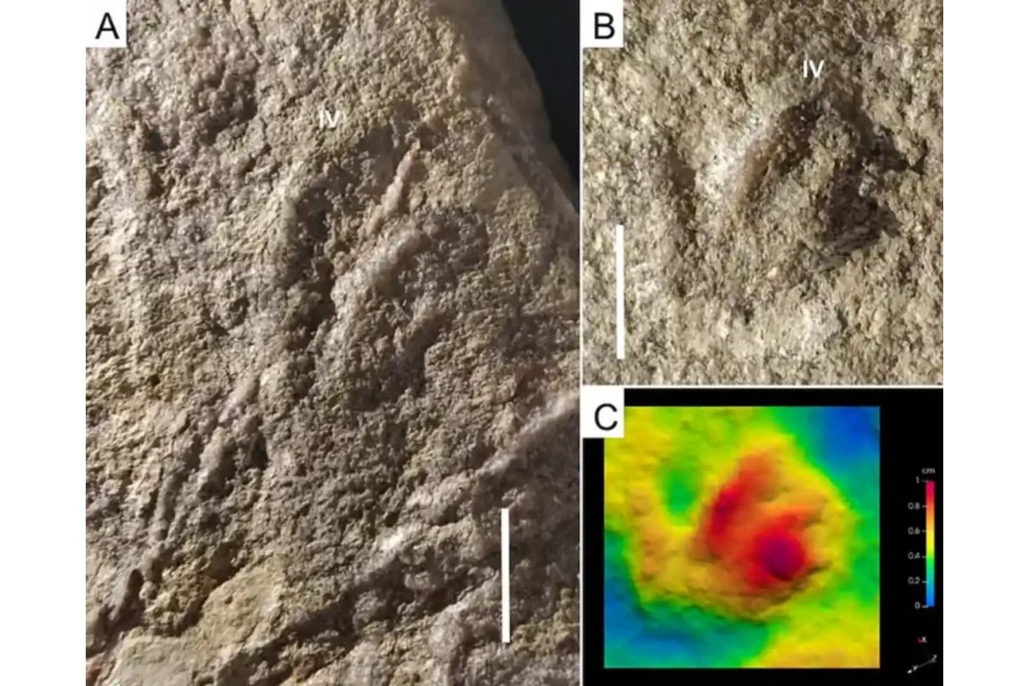 Unas huellas fósiles en una costa italiana acaban de adelantar el momento en que los dinosaurios empezaron a dominar la Tierra. El yacimiento de Lerici apunta a una revolución ecológica ocurrida hace 230 millones de años