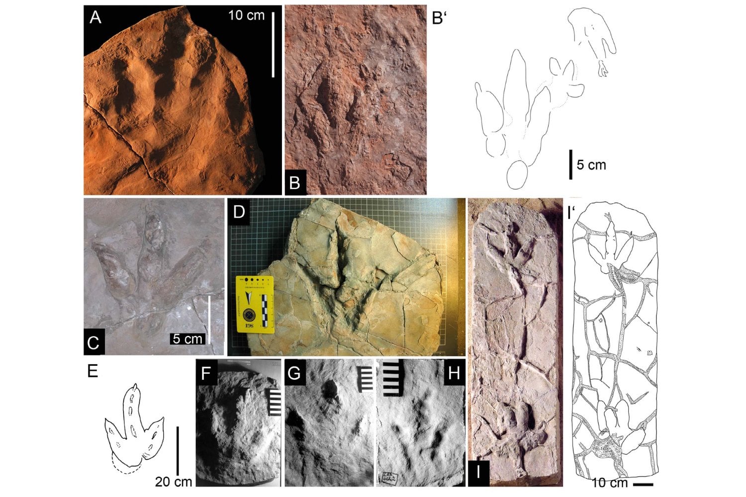 Unas huellas fósiles en una costa italiana acaban de adelantar el momento en que los dinosaurios empezaron a dominar la Tierra. El yacimiento de Lerici apunta a una revolución ecológica ocurrida hace 230 millones de años