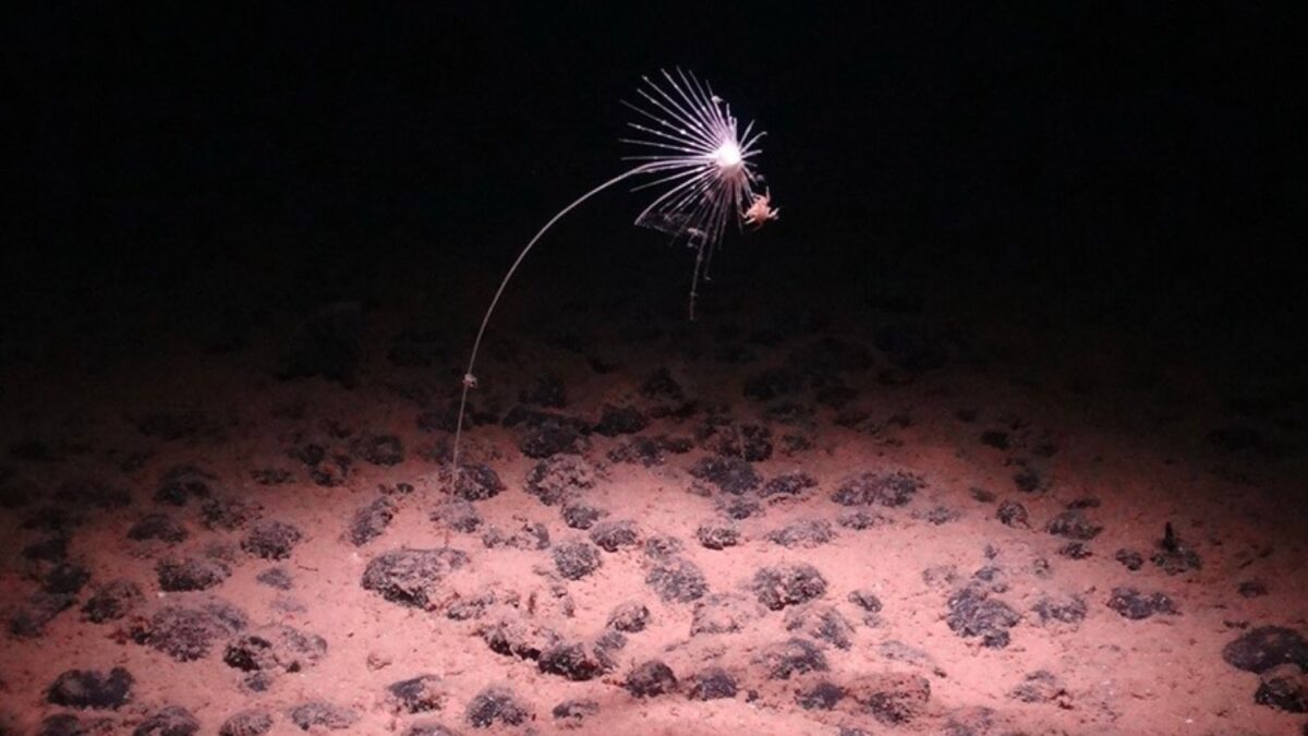 A cuatro kilómetros bajo el Pacífico hay miles de millones de toneladas de rocas cargadas de níquel, cobalto y manganeso. La carrera por extraerlas amenaza uno de los ecosistemas menos conocidos del planeta