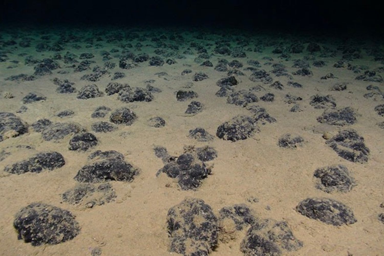 A cuatro kilómetros bajo el Pacífico hay miles de millones de toneladas de rocas cargadas de níquel, cobalto y manganeso. La carrera por extraerlas amenaza uno de los ecosistemas menos conocidos del planeta