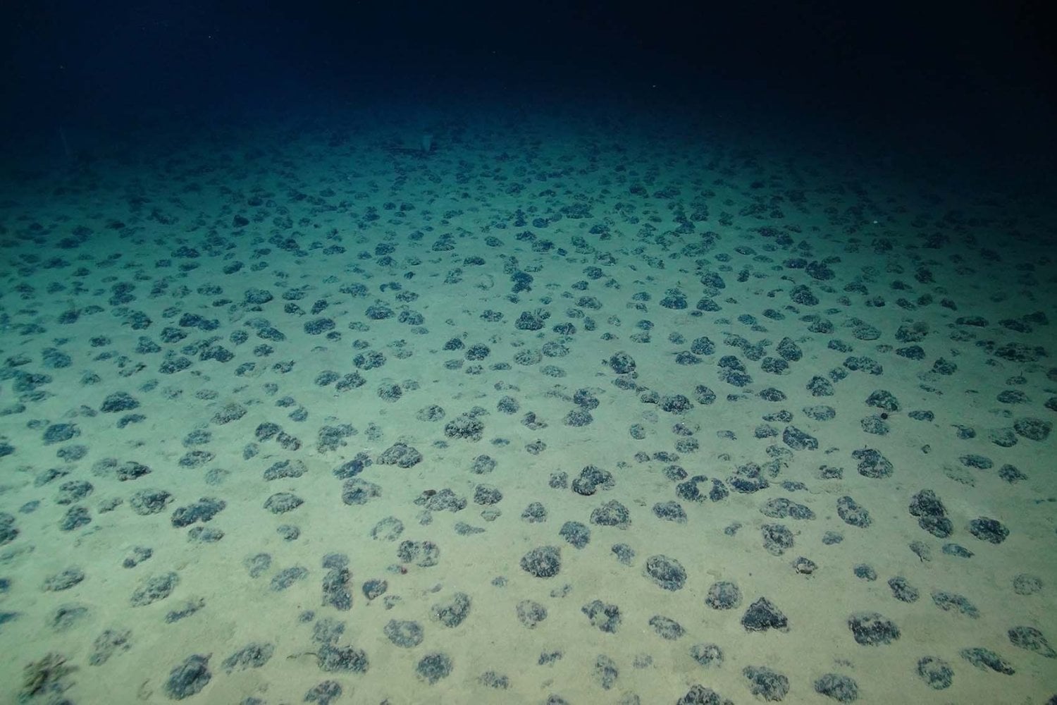 A cuatro kilómetros bajo el Pacífico hay miles de millones de toneladas de rocas cargadas de níquel, cobalto y manganeso. La carrera por extraerlas amenaza uno de los ecosistemas menos conocidos del planeta