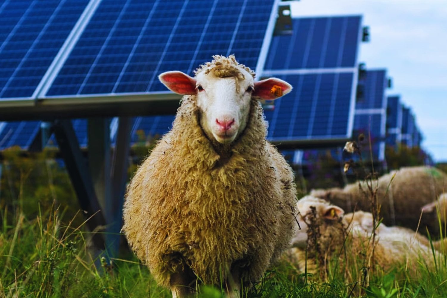 Los paneles solares llevan años siendo señalados como una amenaza para el campo. Ahora los científicos están descubriendo que pueden convertirse en refugios para aves, insectos y otras especies que habían desaparecido de las zonas agrícolas