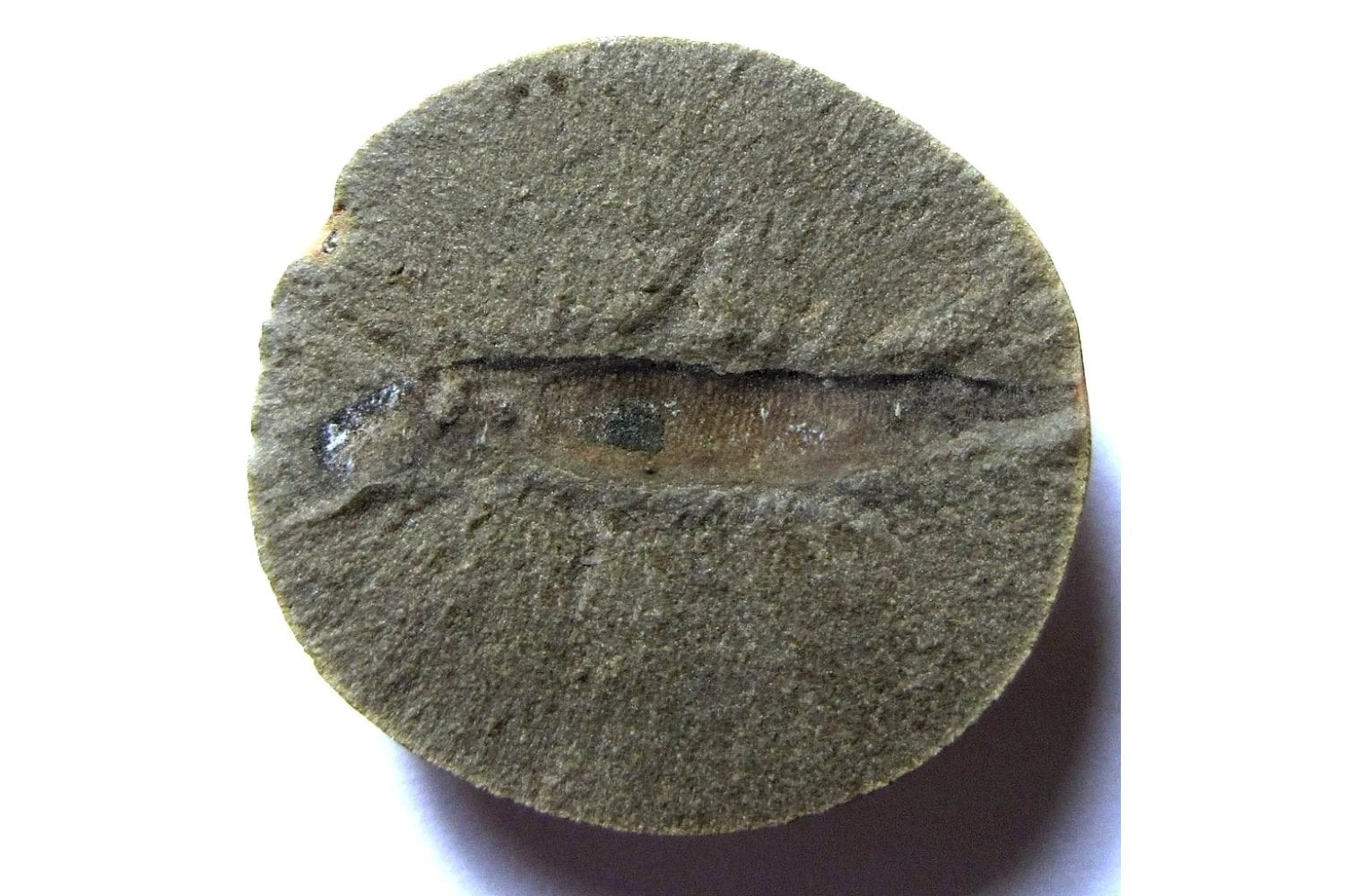 Los primeros vertebrados terrestres no crecían como renacuajos, y eso cambia una de las grandes historias de la evolución. Fósiles de crías parecidas a antiguos cocodrilos obligan a repensar cómo los animales conquistaron la tierra