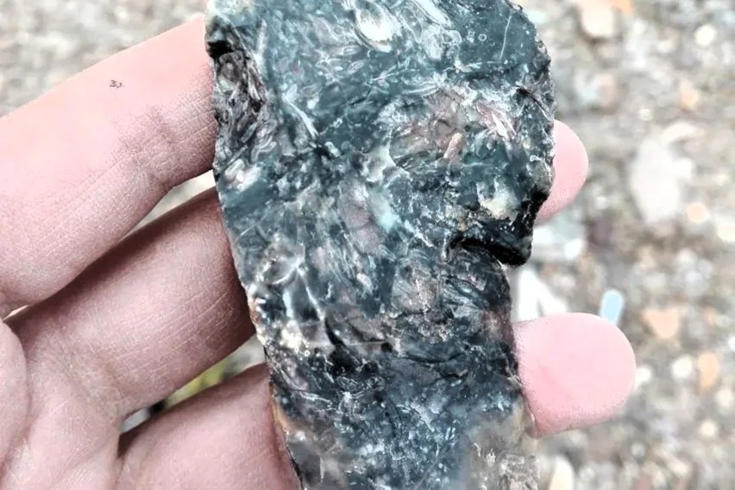Santa Cruz acaba de revelar una planta de 150 millones de años conservada con un detalle único en el mundo. La nueva especie permite observar células, tejidos internos y pistas clave sobre los bosques jurásicos de la Patagonia
