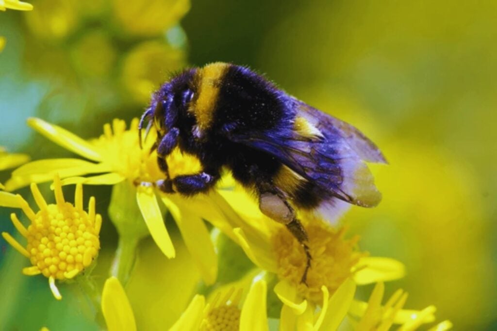 Un abejorro no debería necesitar una herramienta para encontrar néctar, y por eso este experimento ha sorprendido tanto a los científicos. Cuando no pudieron volar hasta la recompensa, movieron una bola, se subieron encima y resolvieron el problema
