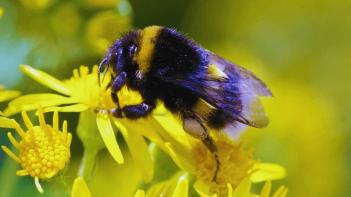 Un abejorro no debería necesitar una herramienta para encontrar néctar, y por eso este experimento ha sorprendido tanto a los científicos. Cuando no pudieron volar hasta la recompensa, movieron una bola, se subieron encima y resolvieron el...