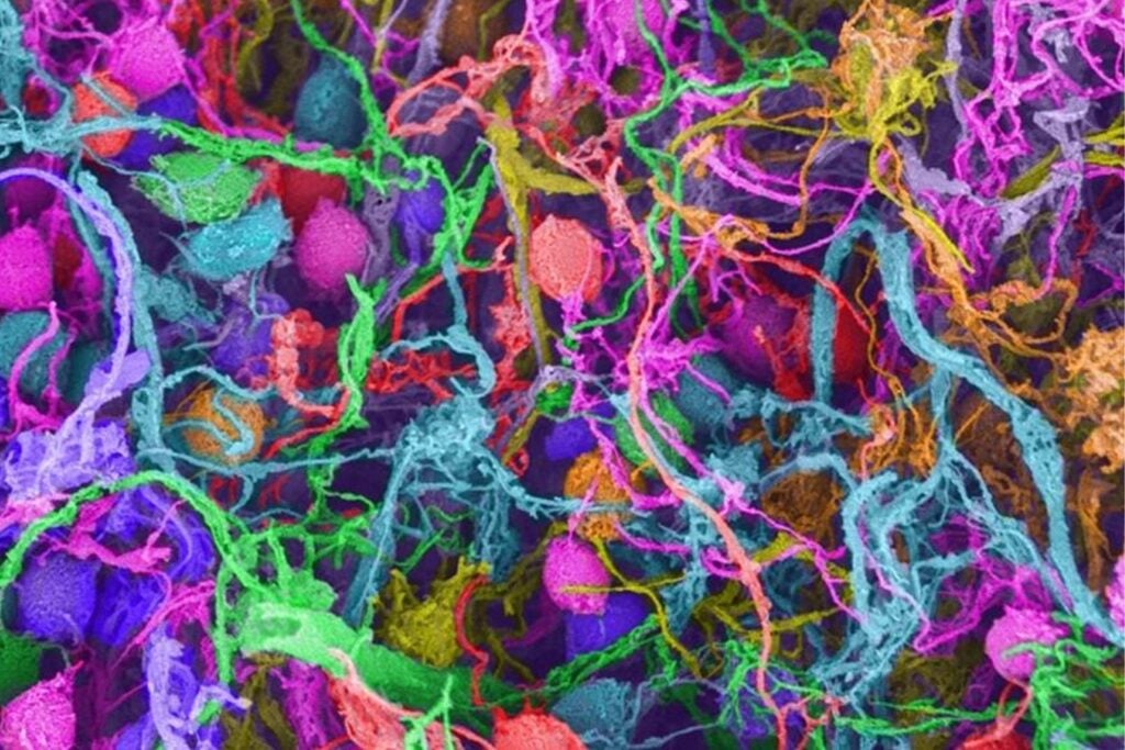¿Es posible revivir recuerdos tras la muerte? El sorprendente hallazgo que desafía los límites de la neurociencia