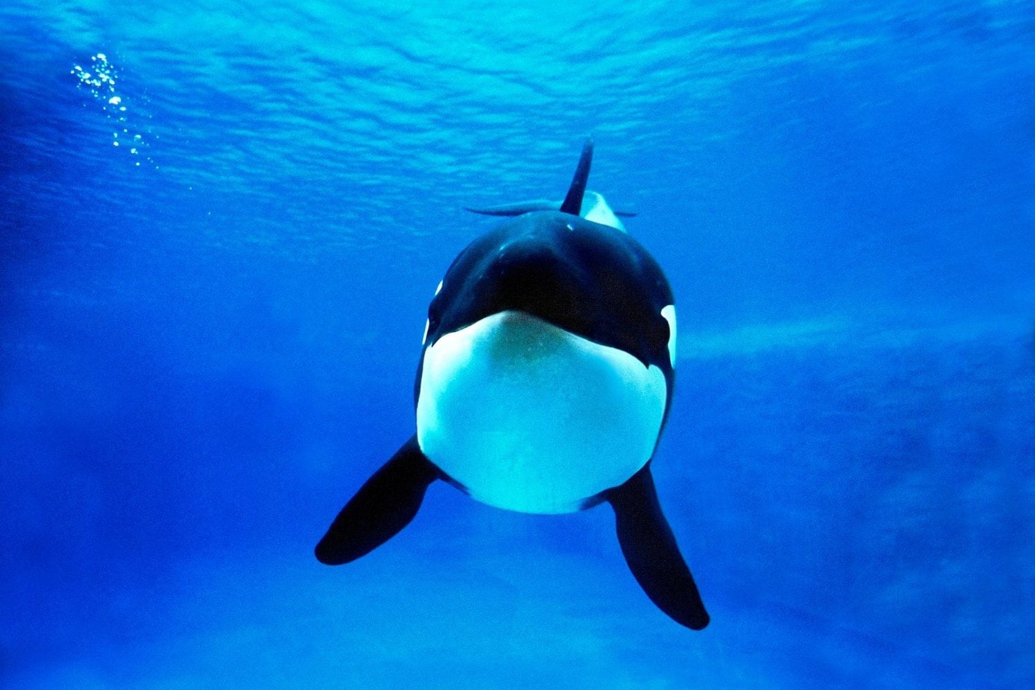 Darwin no diría que las orcas han fracasado, pero sí que cruzaron una puerta evolutiva sin vuelta atrás. Un estudio muestra por qué los mamíferos totalmente acuáticos ya no pueden regresar a tierra