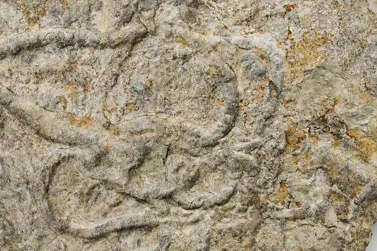 Las primeras criaturas complejas no conquistaron el mundo solo moviéndose: primero tuvieron que aprender a percibirlo. Nuevas huellas fósiles muestran el despertar de los sentidos animales hace más de 500 millones de años