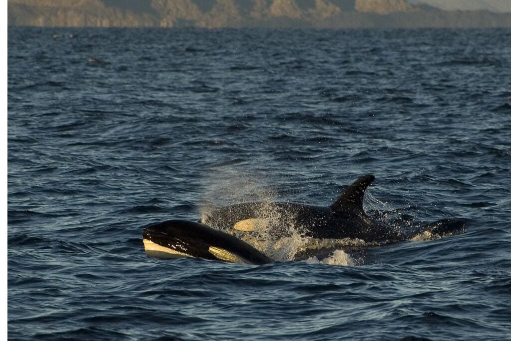 Darwin no diría que las orcas han fracasado, pero sí que cruzaron una puerta evolutiva sin vuelta atrás. Un estudio muestra por qué los mamíferos totalmente acuáticos ya no pueden regresar a tierra
